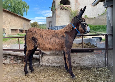 Burro, Yegua, 2 años, Negro