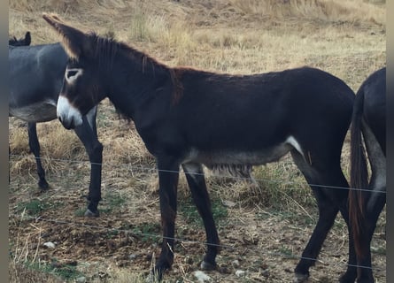 Burro, Yegua, 3 años, 138 cm, Castaño oscuro