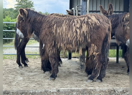 Burro, Yegua, 3 años, 140 cm, Castaño