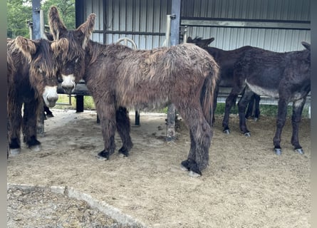 Burro, Yegua, 4 años, 140 cm, Castaño