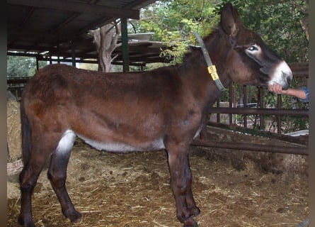 Burro, Yegua, 4 años, 141 cm, Negro