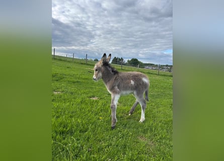 Burro, Yegua, 5 años, 110 cm, Grullo