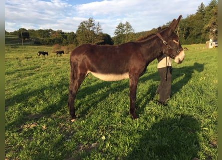 Burro, Yegua, 6 años, 155 cm, Castaño oscuro