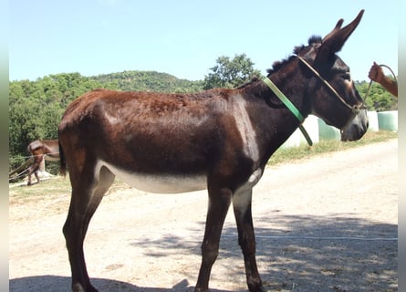 Burro, Yegua, 8 años, 155 cm, Negro