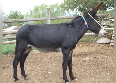 Burro, Yegua, 9 años, 142 cm, Negro