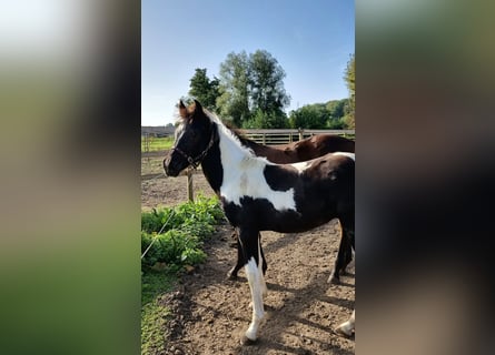 BWP (cheval de sang belge), Étalon, 1 Année, 160 cm, Tobiano-toutes couleurs