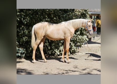 BWP (cheval de sang belge), Étalon, 2 Ans, 138 cm, Palomino