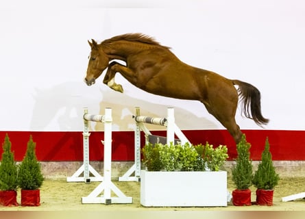 BWP (cheval de sang belge), Étalon, 2 Ans, 156 cm, Cremello