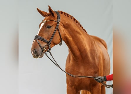 BWP (cheval de sang belge), Étalon, 2 Ans, Alezan