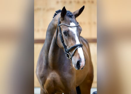 BWP (cheval de sang belge), Étalon, 3 Ans, 169 cm, Bai brun
