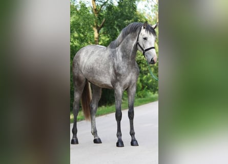 BWP (cheval de sang belge), Étalon, 3 Ans, 172 cm, Gris pommelé