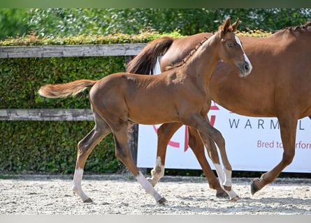 BWP (cheval de sang belge), Étalon, Poulain (06/2023), Alezan brûlé
