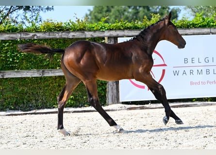 BWP (cheval de sang belge), Étalon, Poulain (04/2024), Bai brun