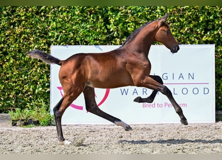 BWP (cheval de sang belge), Étalon, Poulain (05/2024), Bai brun