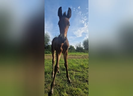 BWP (cheval de sang belge), Étalon, Poulain (07/2024), Bai brun foncé