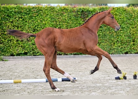 BWP (cheval de sang belge), Étalon, Poulain (03/2024), Bai cerise