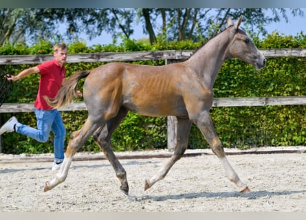 BWP (cheval de sang belge), Étalon, Poulain (05/2024), Bai cerise