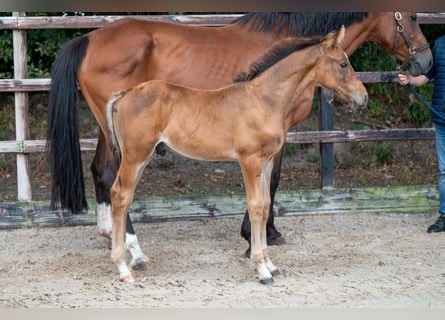 BWP (cheval de sang belge), Étalon, Poulain (07/2024), Bai