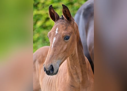 BWP (cheval de sang belge), Étalon, Poulain (06/2024), Bai