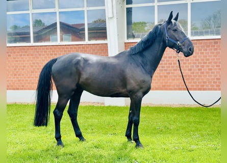 BWP (cheval de sang belge), Hongre, 12 Ans, 180 cm, Bai brun foncé