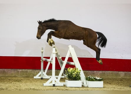 BWP (cheval de sang belge), Hongre, 2 Ans, Bai