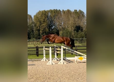 BWP (cheval de sang belge), Hongre, 3 Ans, 168 cm, Bai