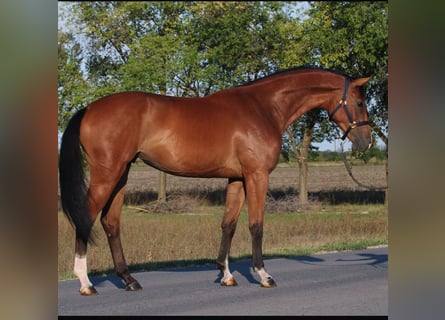 BWP (cheval de sang belge), Hongre, 3 Ans, 170 cm, Bai