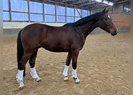 BWP (cheval de sang belge), Hongre, 4 Ans, 162 cm, Bai