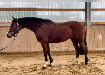BWP (cheval de sang belge), Hongre, 4 Ans, 163 cm, Bai