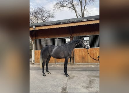 BWP (cheval de sang belge), Hongre, 4 Ans, 165 cm, Gris