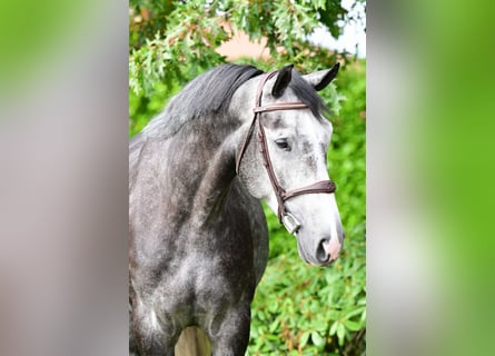 BWP (cheval de sang belge), Hongre, 4 Ans, 169 cm, Gris