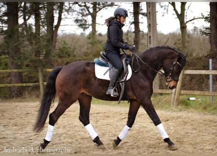 BWP (cheval de sang belge), Hongre, 4 Ans, 170 cm, Bai brun foncé