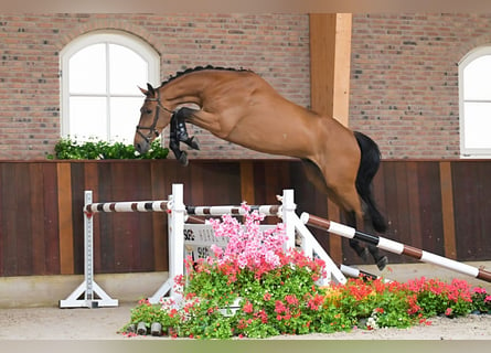 BWP (cheval de sang belge), Hongre, 4 Ans, 172 cm, Bai