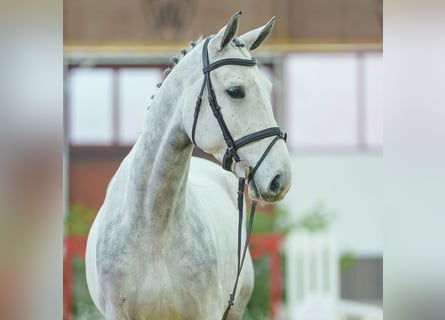 BWP (cheval de sang belge), Hongre, 4 Ans, Gris