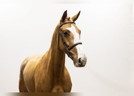 BWP (cheval de sang belge), Hongre, 5 Ans, 169 cm, Alezan