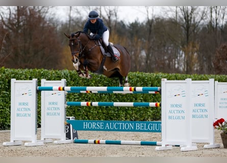 BWP (cheval de sang belge), Hongre, 6 Ans, 167 cm, Bai cerise
