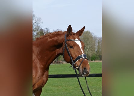 BWP (cheval de sang belge), Hongre, 6 Ans, 168 cm, Alezan