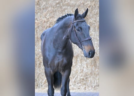 BWP (cheval de sang belge), Hongre, 6 Ans, 170 cm, Bai brun
