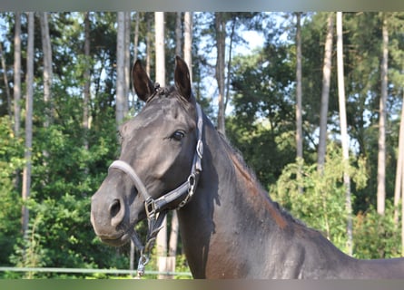 BWP (cheval de sang belge), Hongre, 6 Ans, 170 cm, Noir