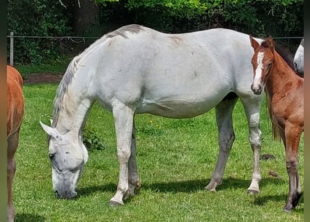 BWP (cheval de sang belge), Jument, 13 Ans, 172 cm, Gris