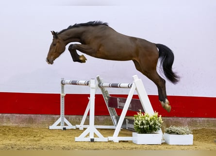 BWP (cheval de sang belge), Jument, 3 Ans, 164 cm, Bai