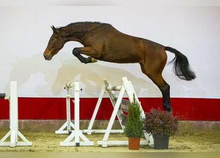 BWP (cheval de sang belge), Jument, 3 Ans, 170 cm, Bai