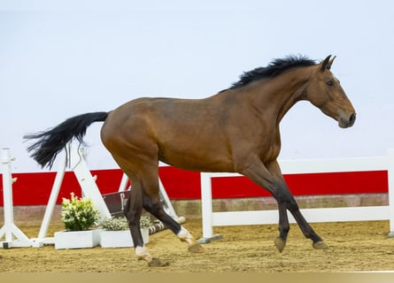 BWP (cheval de sang belge), Jument, 4 Ans, 164 cm, Bai