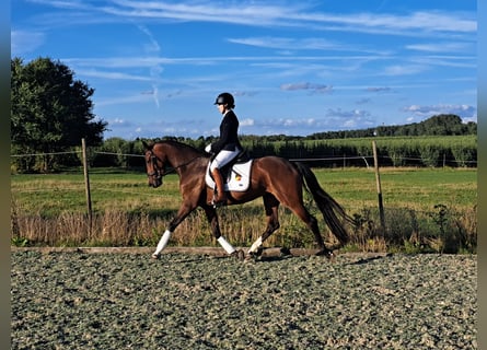 BWP (cheval de sang belge), Jument, 4 Ans, 167 cm, Bai brun