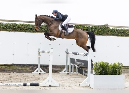 BWP (cheval de sang belge), Jument, 4 Ans, 167 cm, Bai