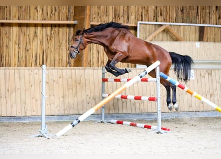 BWP (cheval de sang belge), Jument, 4 Ans, 177 cm, Bai