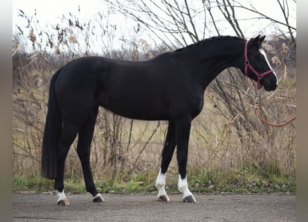 BWP (cheval de sang belge), Jument, 5 Ans, 163 cm, Noir