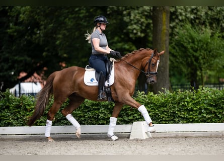 BWP (cheval de sang belge), Jument, 5 Ans, 165 cm, Alezan brûlé