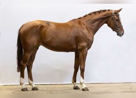 BWP (cheval de sang belge), Jument, 5 Ans, 165 cm, Alezan