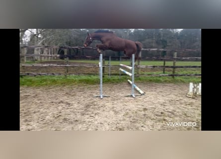 BWP (cheval de sang belge), Jument, 5 Ans, 169 cm, Alezan brûlé